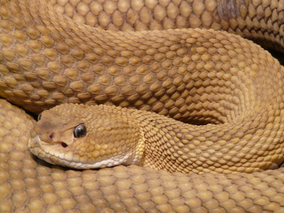 Rattleless Rattlesnake - New Species or Metamorphosis?
