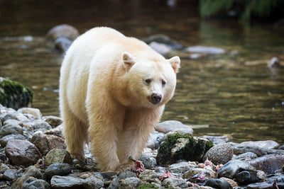 Have You Heard of the White Spirit Bear?