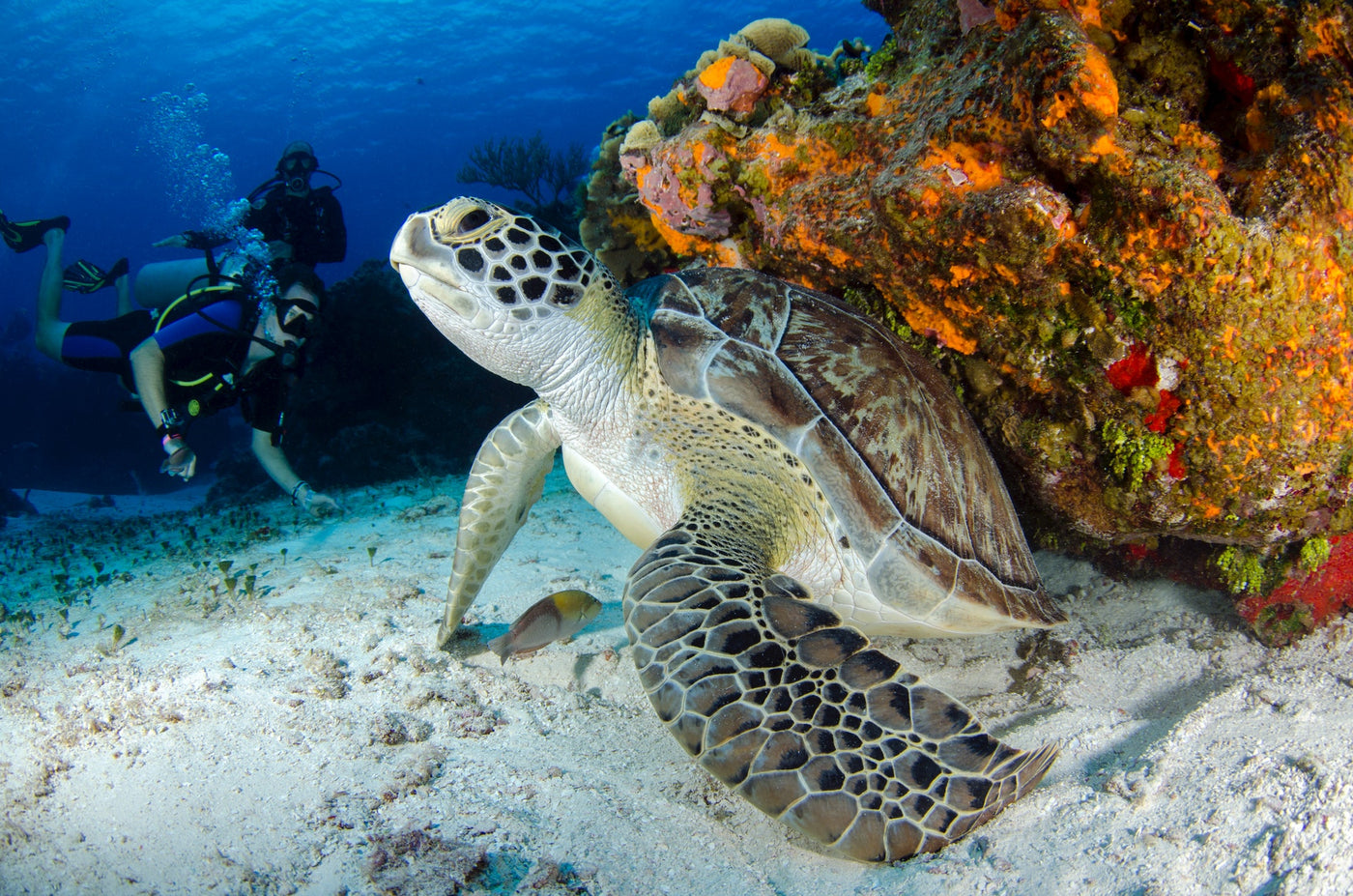 Two scuba divers, diving in the ocean, observing a sea turtle next to a coral reef.